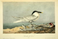 Sandwich Tern Poster Print by J.J. Audubon from Birds of America