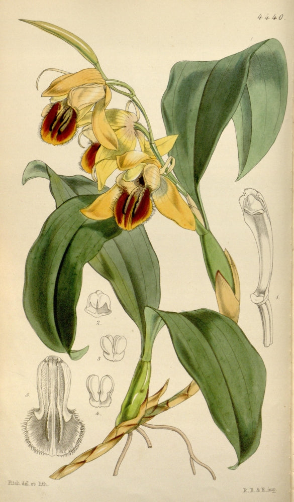 Coelogyne Orchid Poster Print from Curtis's Magazine 1849 by W. Fitch