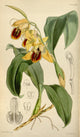 Coelogyne Orchid Poster Print from Curtis's Magazine 1849 by W. Fitch