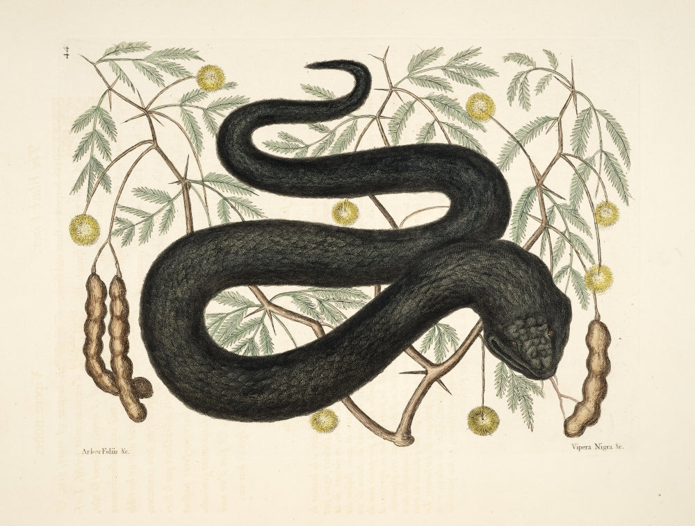 Black Viper Poster Print by Mark Catesby featuring intricate details and vibrant colors.