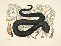Black Viper Poster Print by Mark Catesby featuring intricate details and vibrant colors.