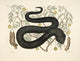 Black Viper Poster Print by Mark Catesby featuring intricate details and vibrant colors.