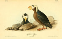 Birds of America 1844 Tufted Puffin Poster Print by John James Audubon