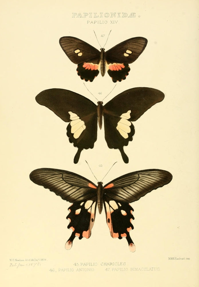 Exotic Butterflies 1866 Charicles Poster Print by W. Chapman Hewitson