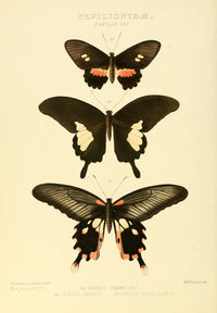 Exotic Butterflies 1866 Charicles Poster Print by W. Chapman Hewitson