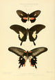 Exotic Butterflies 1866 Charicles Poster Print by W. Chapman Hewitson