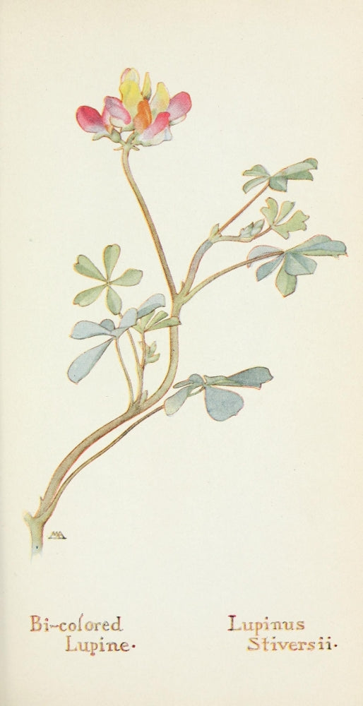 Western Wild Flowers Bi-colored Lupine Poster Print by M. Armstrong
