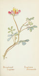 Western Wild Flowers Bi-colored Lupine Poster Print by M. Armstrong
