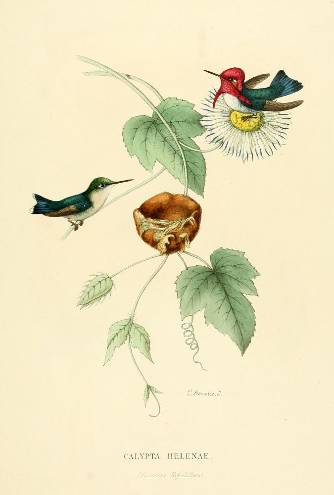 Oiseau Mouches 1874 Calypta Helenae Poster Print by L. Bevalet showcasing a vibrant hummingbird.