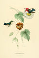 Oiseau Mouches 1874 Calypta Helenae Poster Print by L. Bevalet showcasing a vibrant hummingbird.