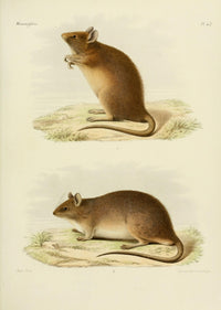 Des Mammifères 1868 Mouse 1 Poster Print by Huet, wildlife illustration, nature art.