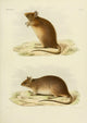 Des Mammifères 1868 Mouse 1 Poster Print by Huet, wildlife illustration, nature art.