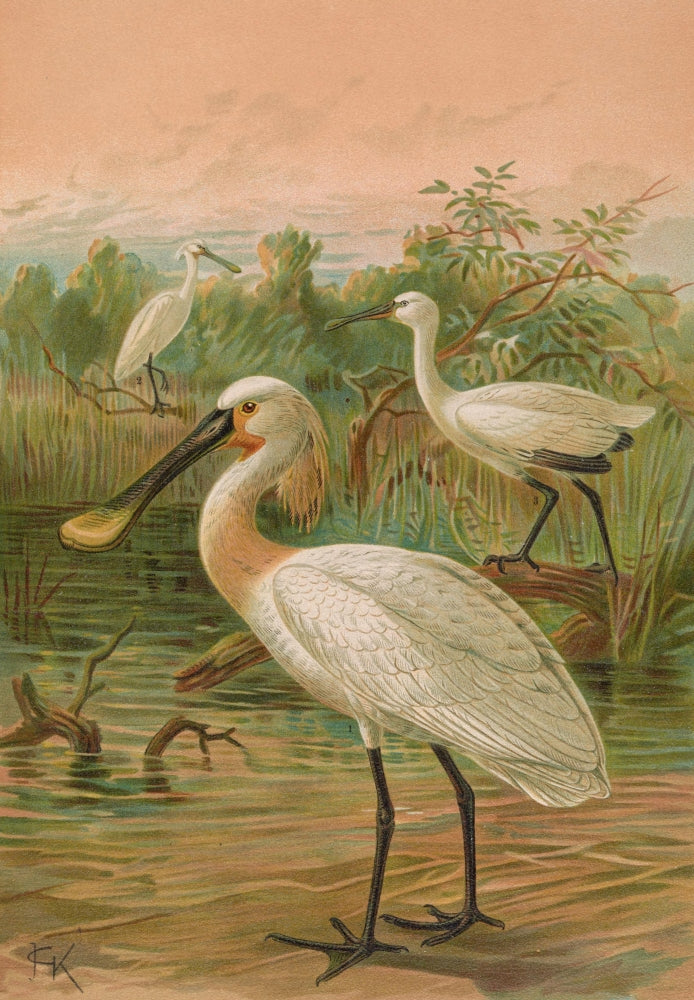 Eurasian Spoonbill Fine Art Print by J.G. Keulemans