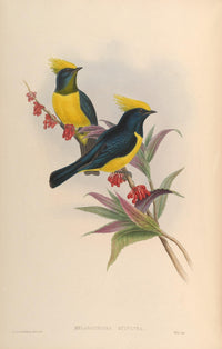 Birds of Asia 1850 Sultan Tit Poster Print by John Gould