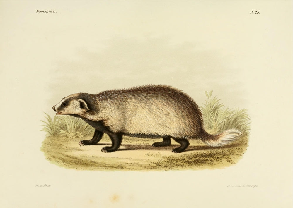 Des Mammifères 1868 Eurasian Badger Poster Print by Huet