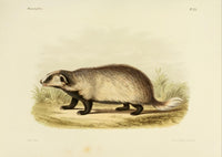 Des Mammifères 1868 Eurasian Badger Poster Print by Huet