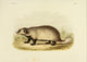 Des Mammifères 1868 Eurasian Badger Poster Print by Huet