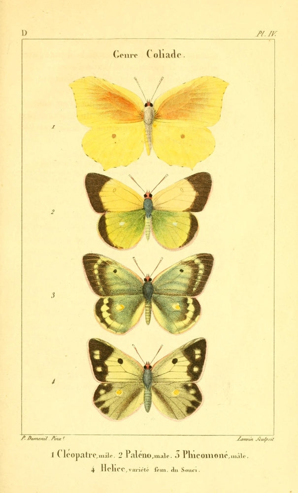 Papillons de France 1821 Genre Coliade Poster Print by P. Dumenil