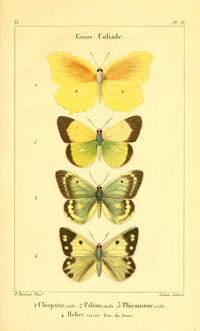 Papillons de France 1821 Genre Coliade Poster Print by P. Dumenil