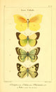 Papillons de France 1821 Genre Coliade Poster Print by P. Dumenil