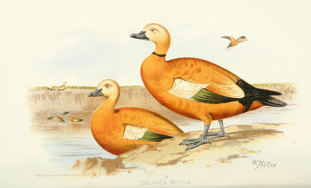 Indian Sporting Birds Ruddy Sheldrake Poster Print by W.H. Foster, 1915.
