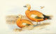 Indian Sporting Birds Ruddy Sheldrake Poster Print by W.H. Foster, 1915.