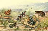 Stub-footed Toads Poster Print from Brehms Tierleben by Josef Fleischmann