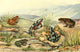 Stub-footed Toads Poster Print from Brehms Tierleben by Josef Fleischmann