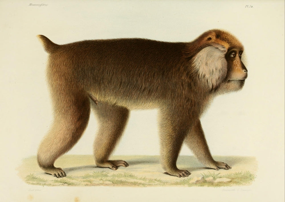 Des Mammifères 1868 Tibetan Macaque Poster Print by Huet