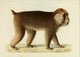 Des Mammifères 1868 Tibetan Macaque Poster Print by Huet