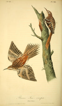 Birds of America 1844 Brown Tree-creeper Poster Print by J.J. Audubon