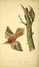 Birds of America 1844 Brown Tree-creeper Poster Print by J.J. Audubon
