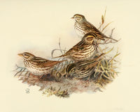 Birds of California 1923 Marsh Sparrows Poster Print showcasing marsh sparrows in a natural setting.