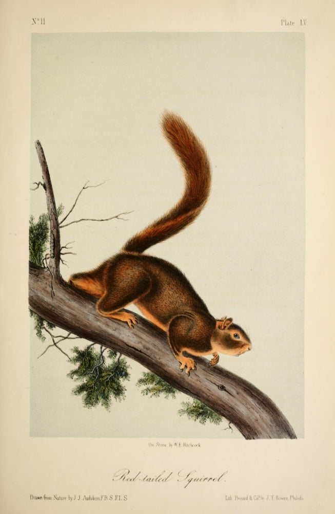 Red-tailed Squirrel Poster Print from Quadrupeds of N. America by J.J. Audubon