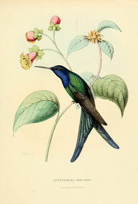 Oiseau Mouches Eupetomena Hirundo Poster Print by L. Bevalet