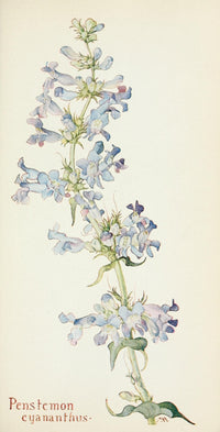 Western Wild Flowers 1915 Penstemon Cyananthus Poster Print showcasing vibrant floral artwork