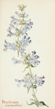 Western Wild Flowers 1915 Penstemon Cyananthus Poster Print showcasing vibrant floral artwork