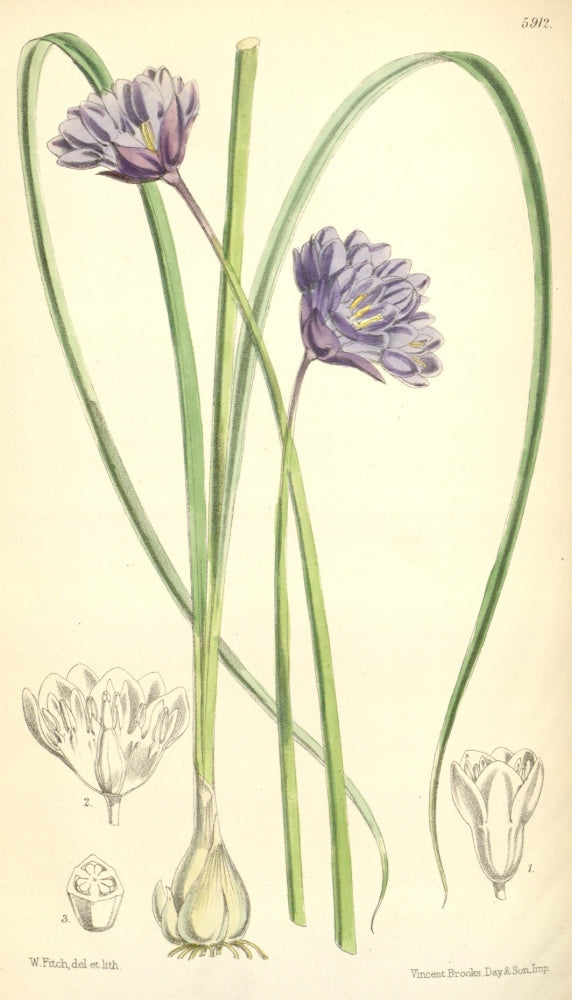 Curtis's Magazine 1849 Milla Capitata Poster Print by W. Fitch