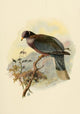 Birds of California 1923 Band-tailed Pigeon Poster Print showcasing vibrant colors and intricate details.