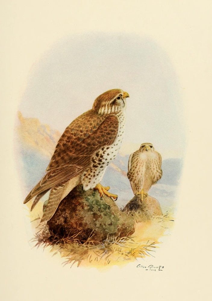 Birds of California Prairie Falcon Poster Print by A. Brooks