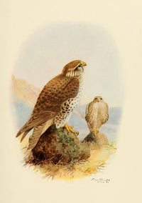 Birds of California Prairie Falcon Poster Print by A. Brooks