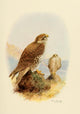 Birds of California Prairie Falcon Poster Print by A. Brooks