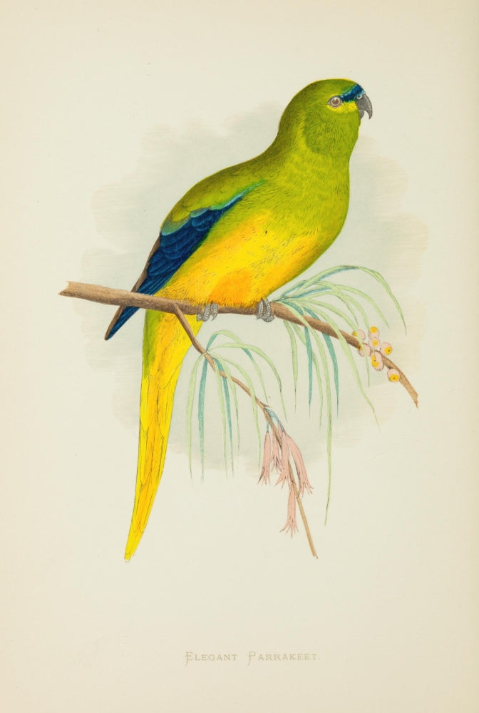 Parrots in Captivity 1884 Elegant Parakeet Poster Print by A.F. Lydon.