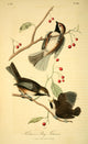 Hudson's Bay Titmouse poster print from J.J. Audubon's Birds of America series.