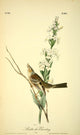 Shattuck's Bunting Poster Print from Birds of America by J.J. Audubon