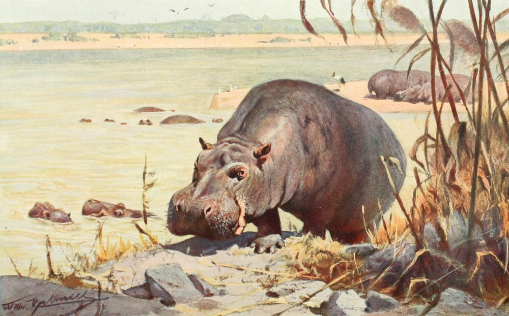 Tierleben 1920 Hippo Poster Print by F.W. Kuhnert