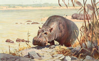 Tierleben 1920 Hippo Poster Print by F.W. Kuhnert