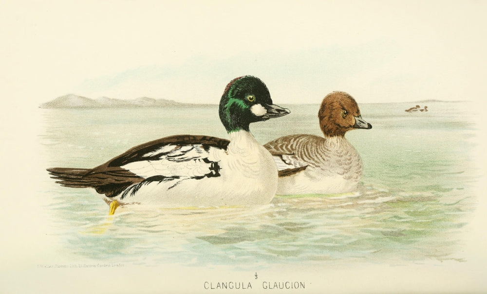 Golden-eye Duck Poster Print from Indian Sporting Birds 1915 by W.H. Foster