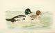 Golden-eye Duck Poster Print from Indian Sporting Birds 1915 by W.H. Foster