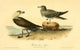 Birds of America 1844 Richardson's Jager Poster Print by J.J. Audubon